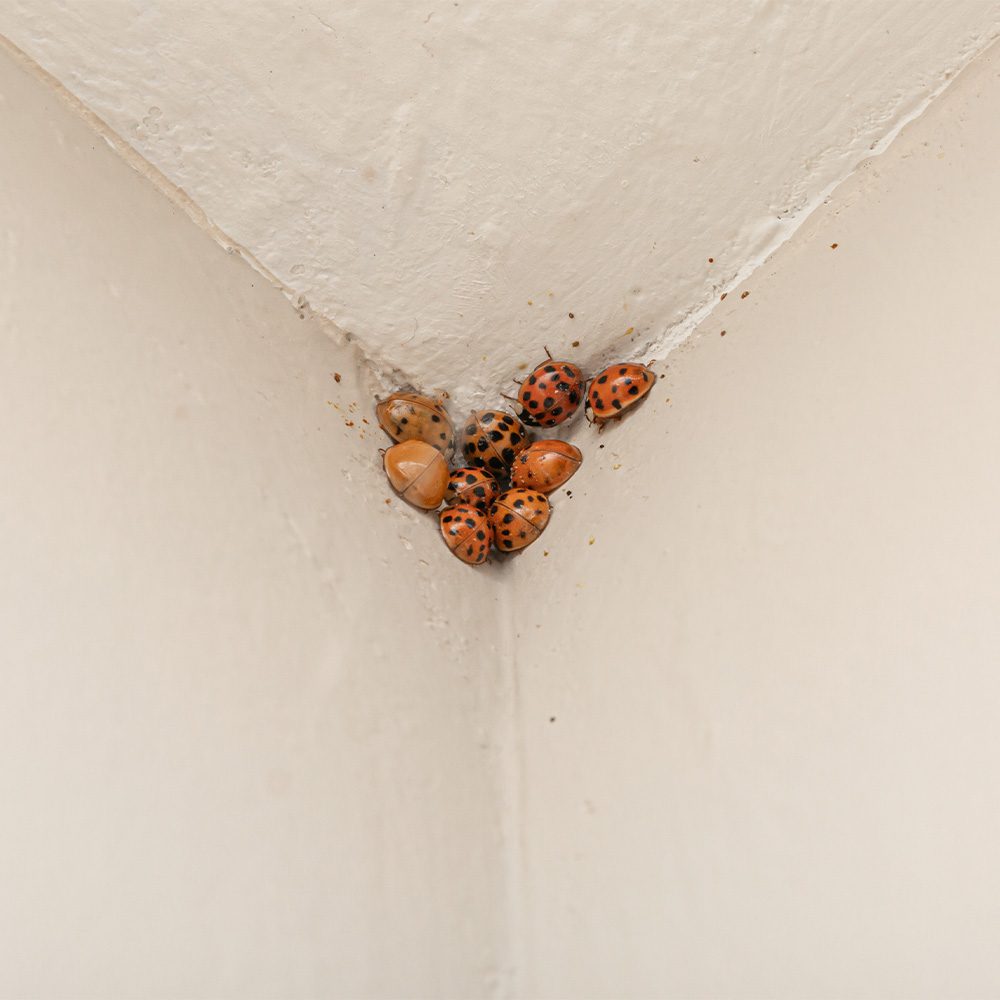 Lady Bug and Asian Lady Beetles Extermination Services Toms River, NJ