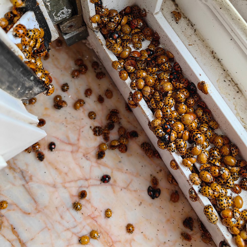 Potter Pest protects homes and businesses in and around Toms River from Asian lady beetle invasions, often mistaken for ladybugs. 