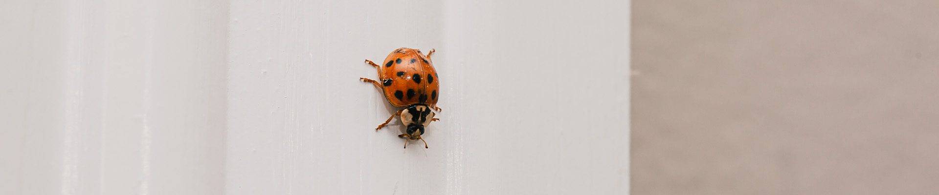 Lady Bug and Asian Lady Beetles Extermination Services